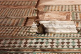 Maroko zajímavosti kočka